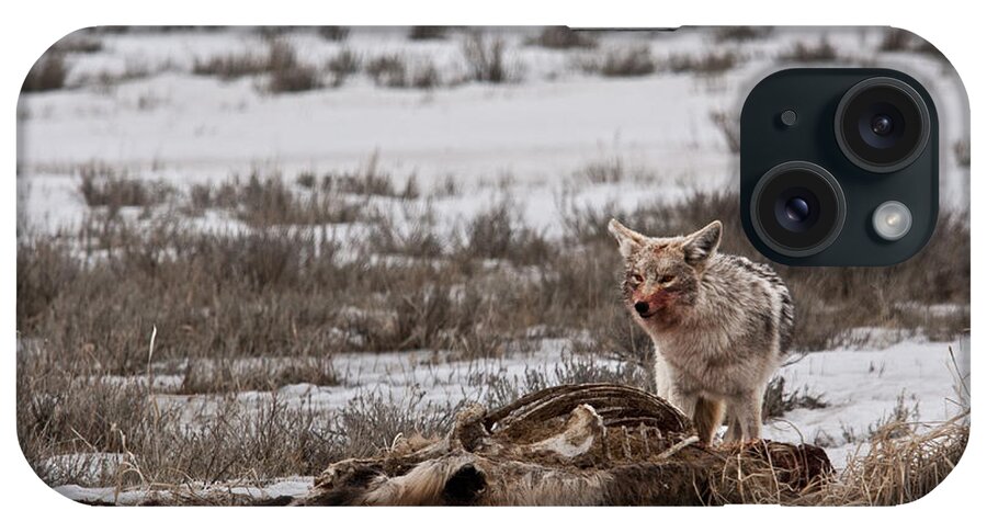Coyote iPhone Case featuring the photograph Coyote National Elk Refuge by Benjamin Dahl