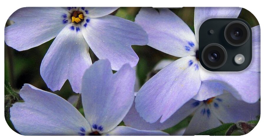 Creeping Phlox iPhone Case featuring the photograph Creeping Phlox by J McCombie