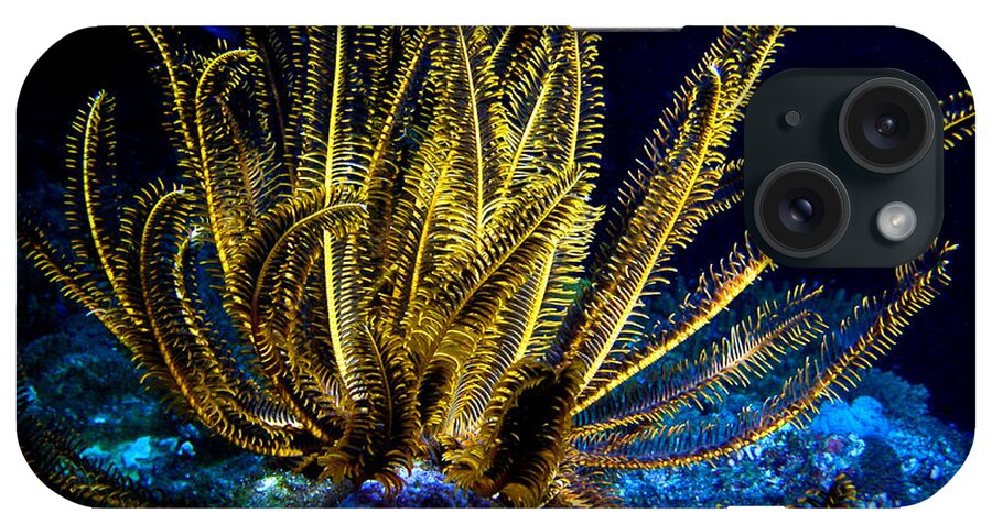 Glowing Crinoid iPhone Case featuring the photograph Glowing Crinoid by Jean Noren