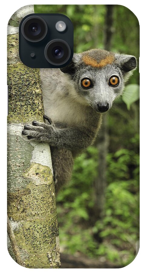 Mp iPhone Case featuring the photograph Crowned Lemur Eulemur Coronatus Female by Thomas Marent