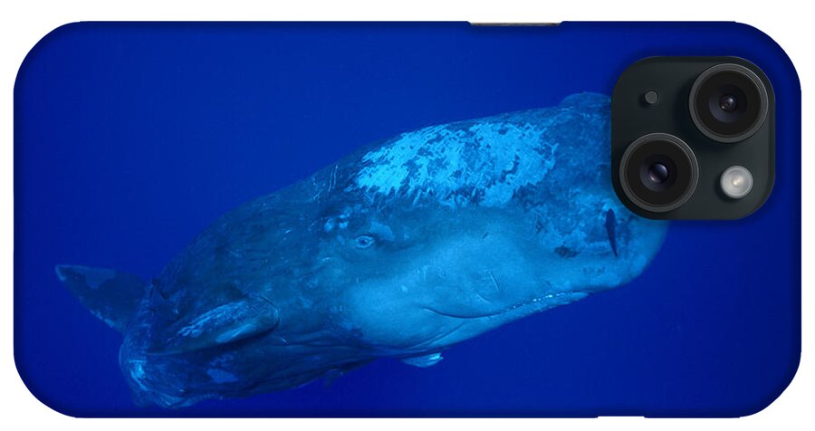 00106892 iPhone Case featuring the photograph Curious Sperm Whale Calf Dominica by Flip Nicklin
