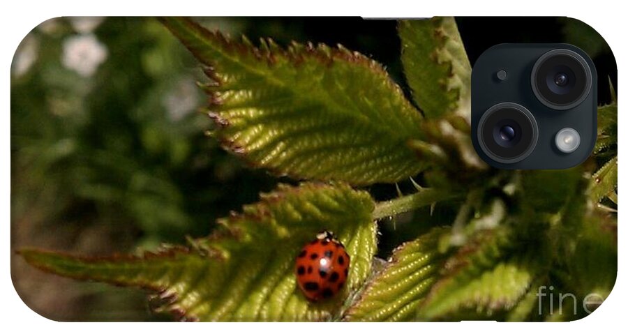 Lady Bug iPhone Case featuring the photograph Cute red ladybug by Garnett Jaeger