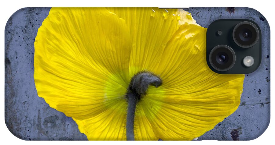 Poppy iPhone Case featuring the photograph Delicate and Strong by Heiko Koehrer-Wagner