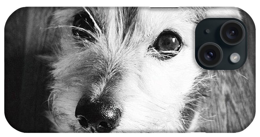 Dog iPhone Case featuring the photograph Dog portrait by Rachel Williams