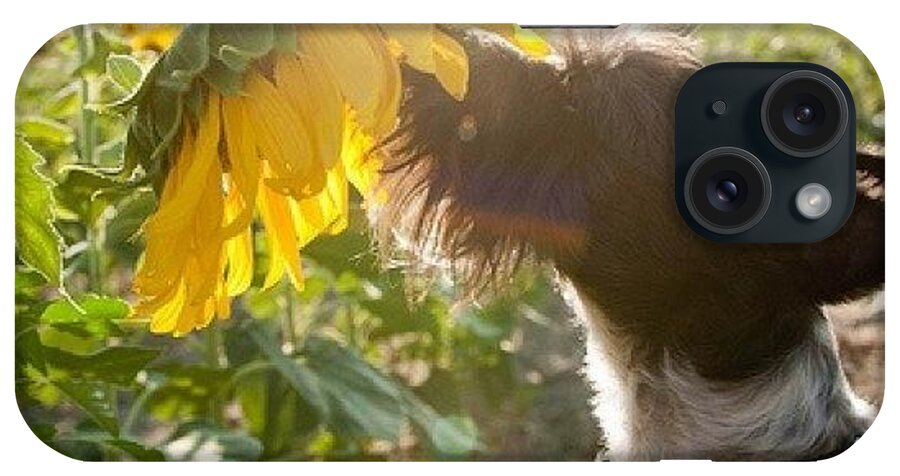 Schnauzer iPhone Case featuring the photograph #dog #schnauzer #miniature #nature by James Davidson