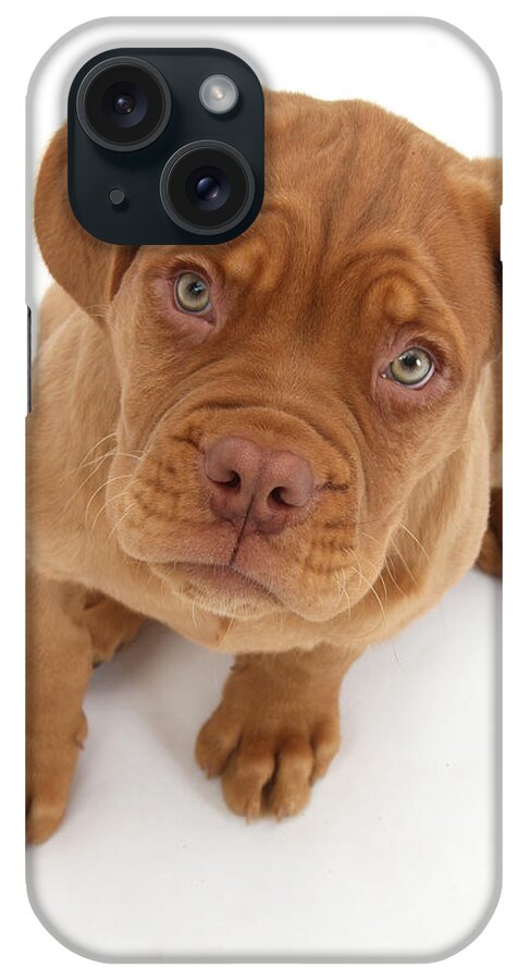 Animal iPhone Case featuring the photograph Dogue De Bordeaux Puppy by Mark Taylor