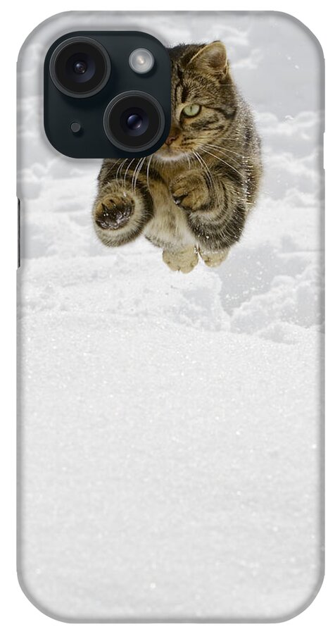 Mp iPhone Case featuring the photograph Domestic Cat Felis Catus Male Jumping by Konrad Wothe
