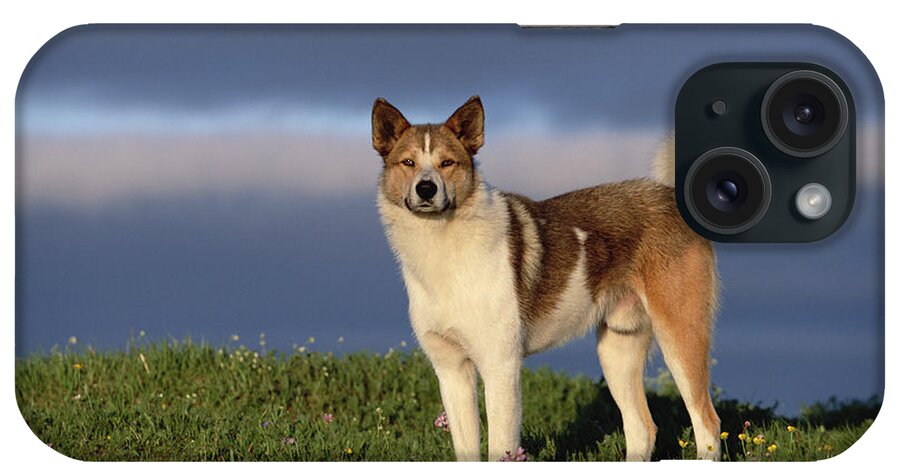 Mp iPhone Case featuring the photograph Domestic Dog Canis Familiaris, Taymyr by Konrad Wothe