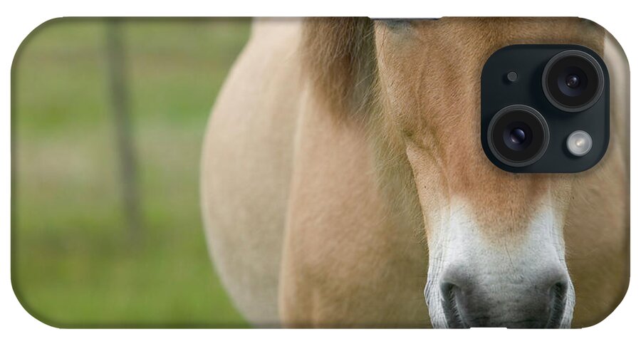 Mp iPhone Case featuring the photograph Domestic Horse Equus Caballus Portrait by Cyril Ruoso