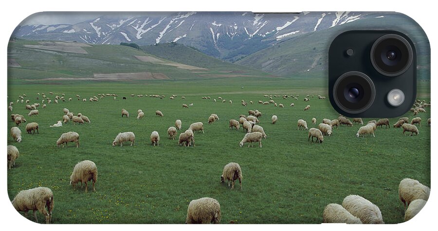 Mp iPhone Case featuring the photograph Domestic Sheep Ovis Aries Flock Grazing by Konrad Wothe