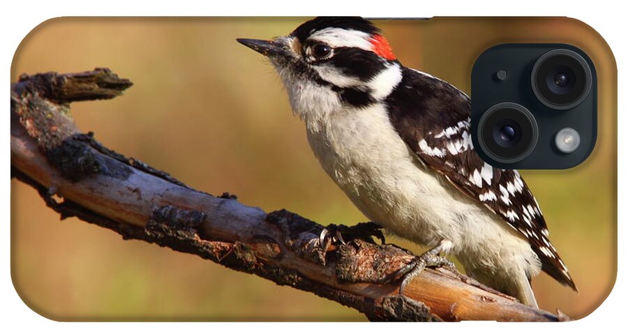 Downy iPhone Case featuring the photograph Downy Woodpecker by Bruce J Robinson