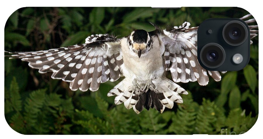 Songbirds iPhone Case featuring the photograph Downy Woodpecker In Flight by Ted Kinsman
