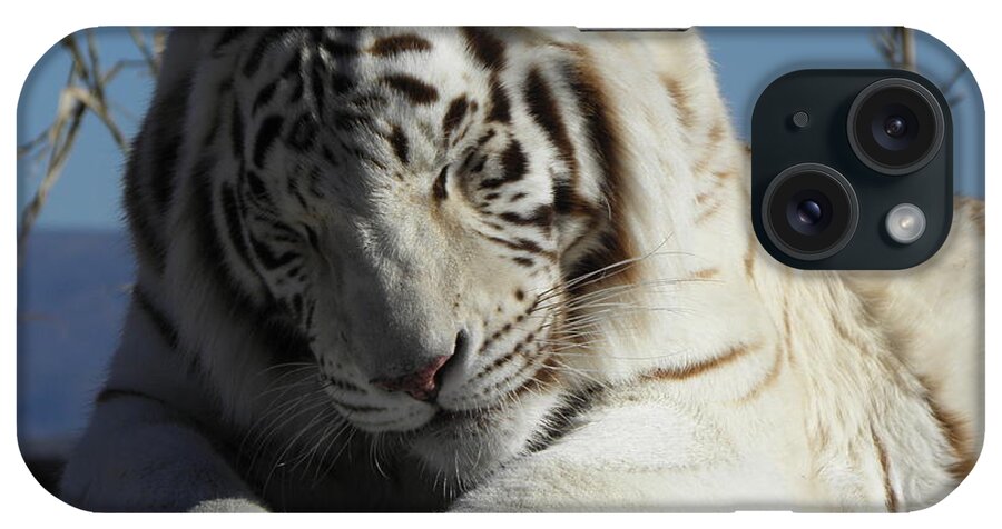 White iPhone Case featuring the photograph Dozing by Kim Galluzzo