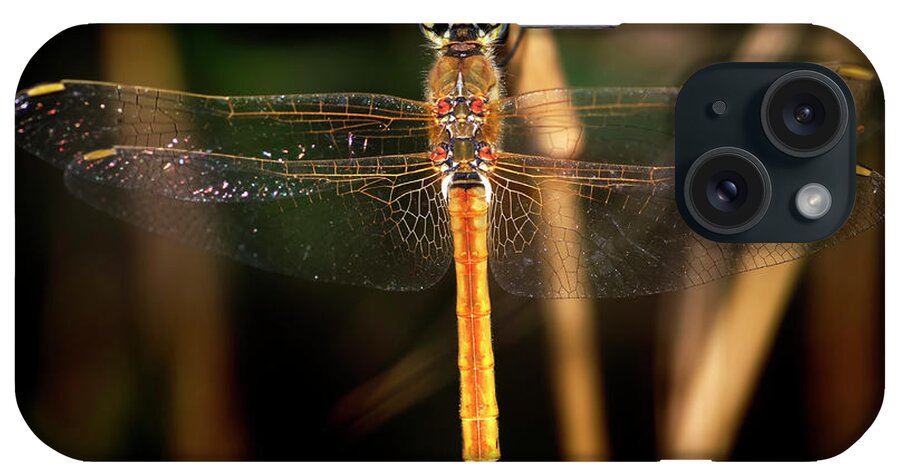 Dragonfly iPhone Case featuring the photograph Dragon Fly 1 by Pedro Cardona Llambias
