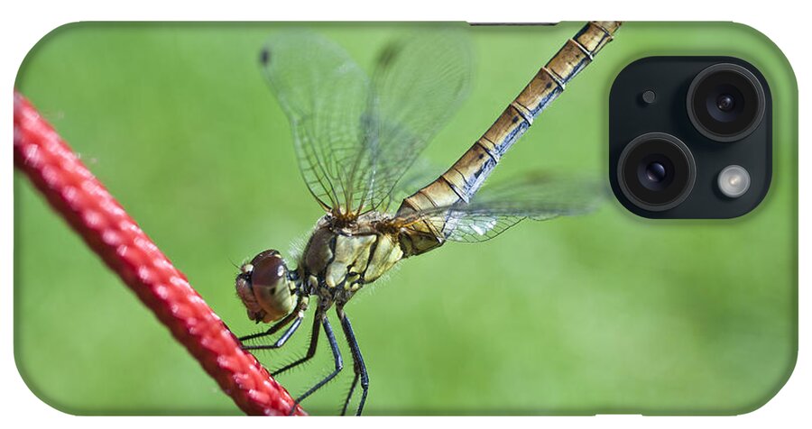 Nature iPhone Case featuring the photograph Dragonfly on a String by Heiko Koehrer-Wagner