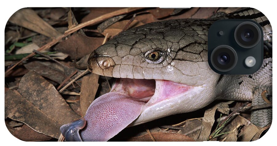 00510711 iPhone Case featuring the photograph Eastern Blue-tongue Skink Threat Display by Michael and Patricia Fogden