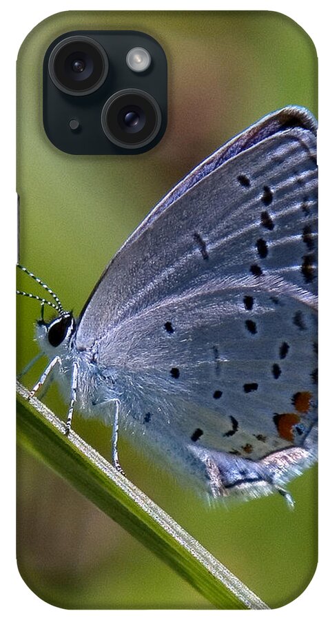 Spring iPhone Case featuring the photograph Eastern Tailed-Blue Butterfly DIN045 by Gerry Gantt