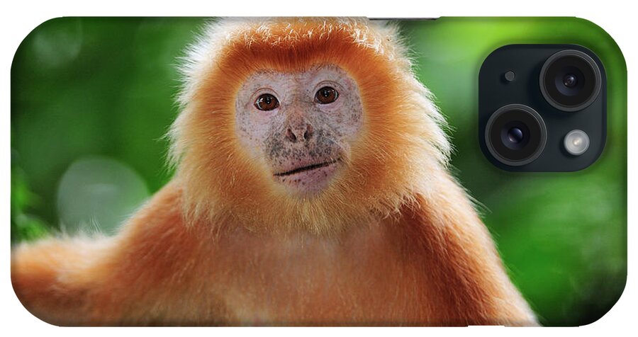 Mp iPhone Case featuring the photograph Ebony Leaf Monkey Trachypithecus by Thomas Marent