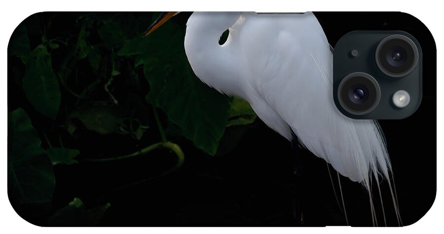 Egret iPhone Case featuring the photograph Egret on a Branch by Art Whitton