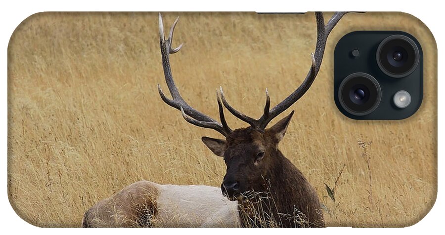 Prairie iPhone Case featuring the photograph Elk In The Meadow by Steve McKinzie