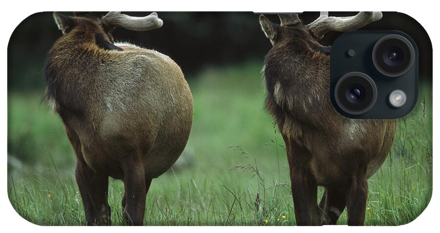 00173975 iPhone Case featuring the photograph Elk Pair Looking Behind Them Redwood by Tim Fitzharris