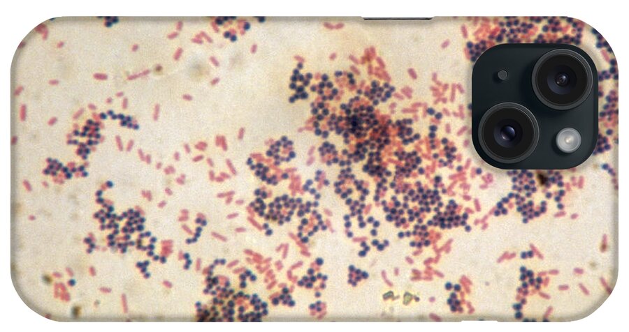 Science iPhone Case featuring the photograph Escherichia Coli And Staphylococcus by ASM/Science Source