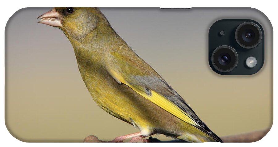 Greenfinch iPhone Case featuring the photograph European Greenfinch by Maria Gaellman