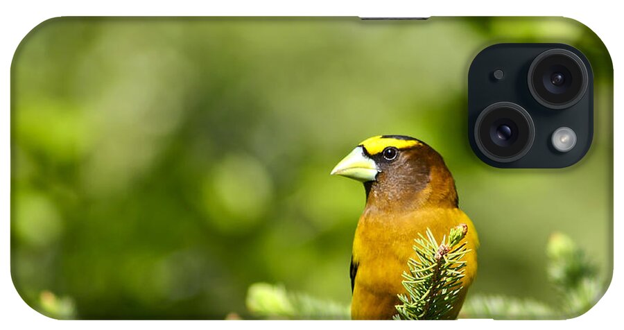 Bird iPhone Case featuring the photograph Evening Grosbeak by Teresa Zieba