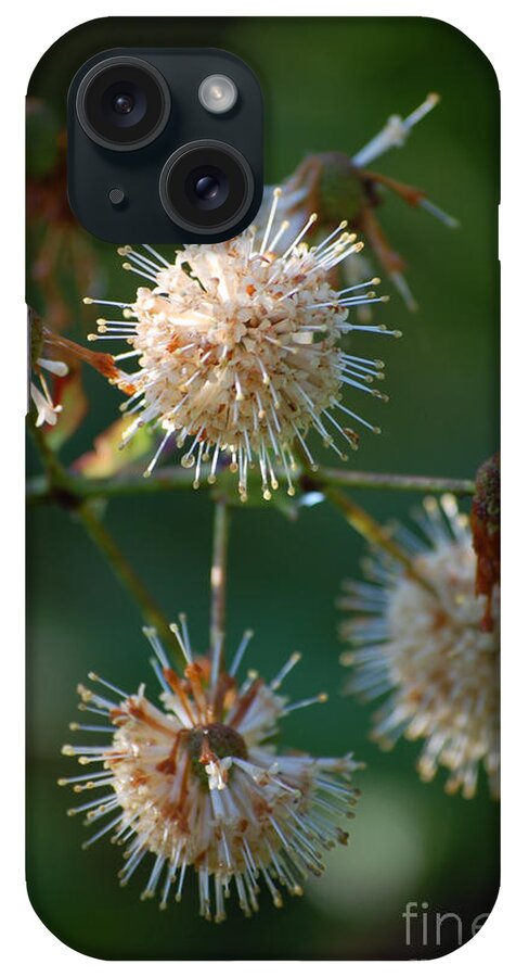 Buttonbush iPhone Case featuring the photograph Fallen Flowers by Robert Meanor