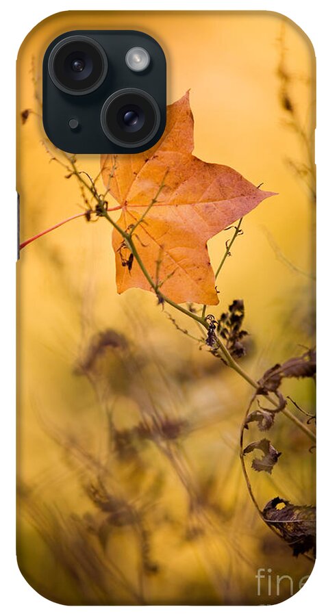 Kamo iPhone Case featuring the photograph Fallen maple leaf by Kati Finell