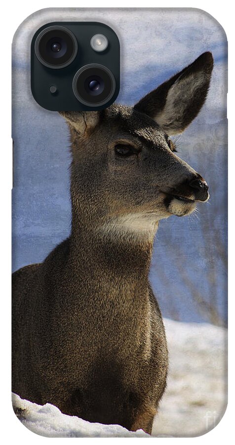 Deer iPhone Case featuring the photograph Female Mule Deer by Alyce Taylor