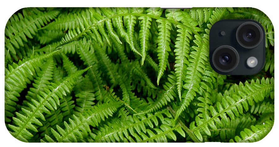 Ferns iPhone Case featuring the photograph Ferns by Kim Galluzzo Wozniak
