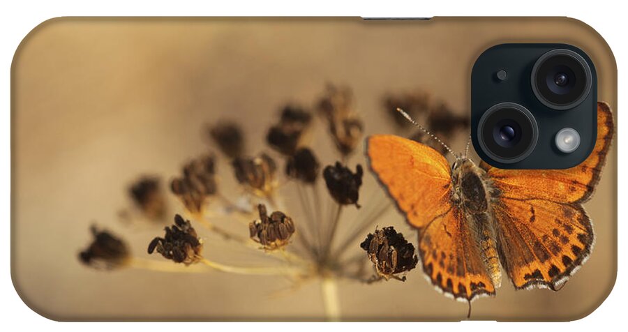 Orange iPhone Case featuring the photograph Fiery Copper butterfly by Alon Meir 