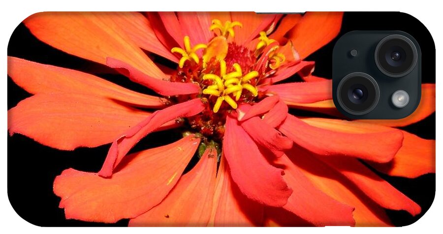 Zinnia iPhone Case featuring the photograph Fiery Explosion Of Colors by Kim Galluzzo