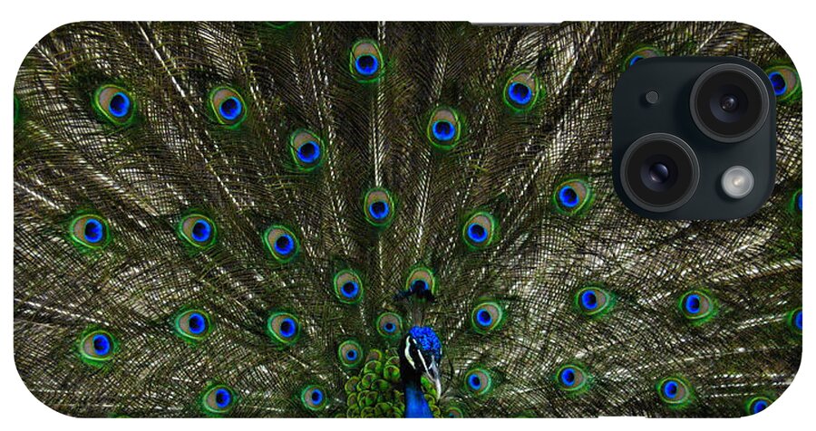  Peacock iPhone Case featuring the photograph Flaunting the Colours by Elaine Manley