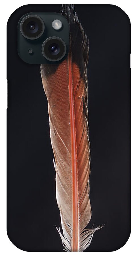 Feather iPhone Case featuring the photograph Flick of a Feather by Jean Noren