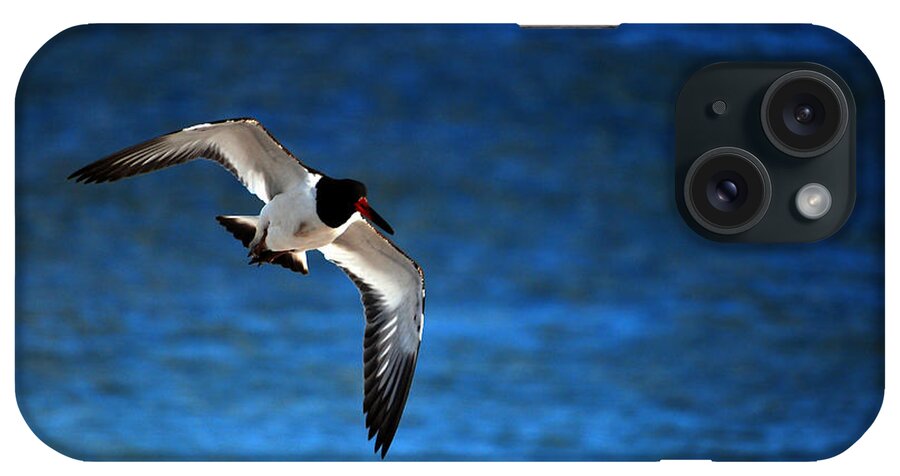 Oystercatcher iPhone Case featuring the photograph Flight of the Oystercatcher by Lori Tambakis