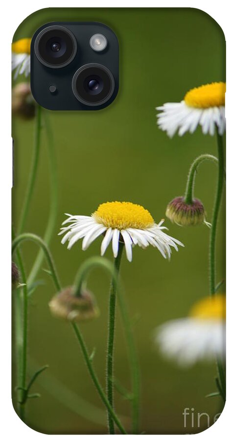 Daisy iPhone Case featuring the photograph Four Sisters by Julie Lueders 