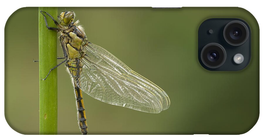 Dragonfly iPhone Case featuring the photograph Four Spotted Chaser by Andy Astbury
