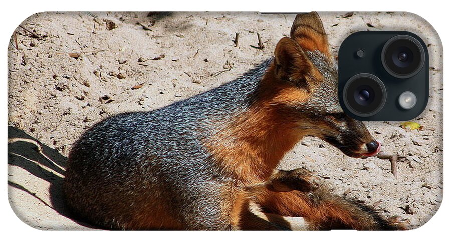 Fox iPhone Case featuring the photograph Foxie by Debra Forand