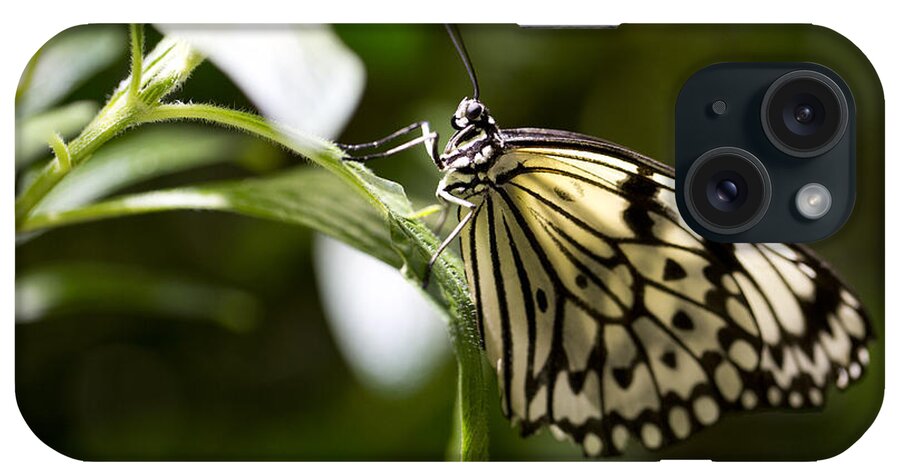 Butterfly iPhone Case featuring the photograph Fred by Leslie Leda