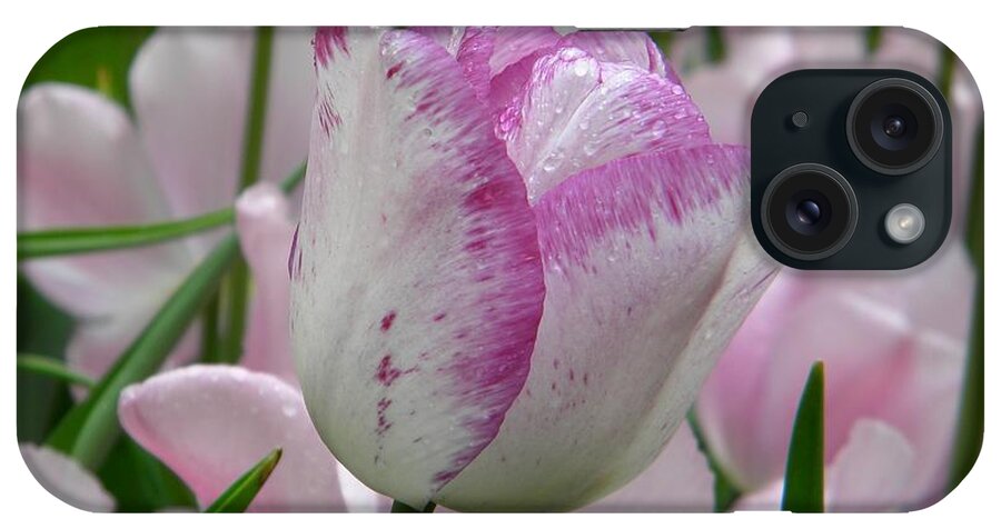 Tulip iPhone Case featuring the photograph Fresh pink by Manuela Constantin