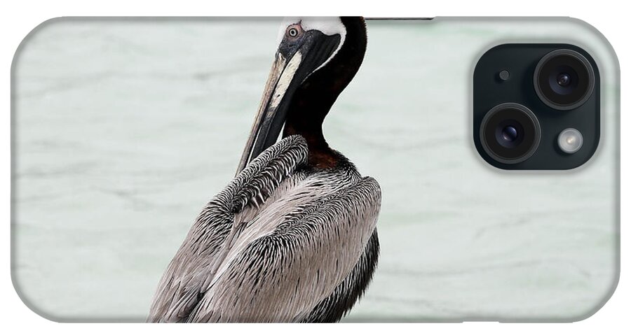 Bird iPhone Case featuring the photograph Friendly Brown Pelican by Teresa Zieba