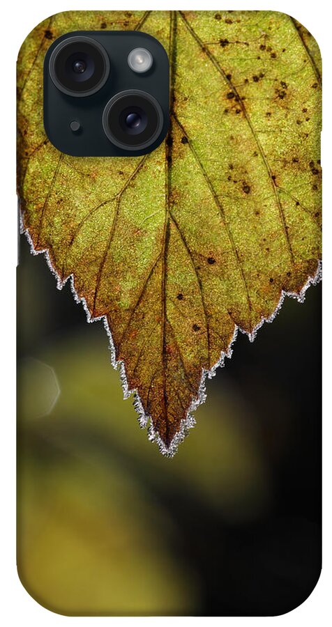 Autumn iPhone Case featuring the photograph Frost rimmed leaf in fall by Ulrich Kunst And Bettina Scheidulin