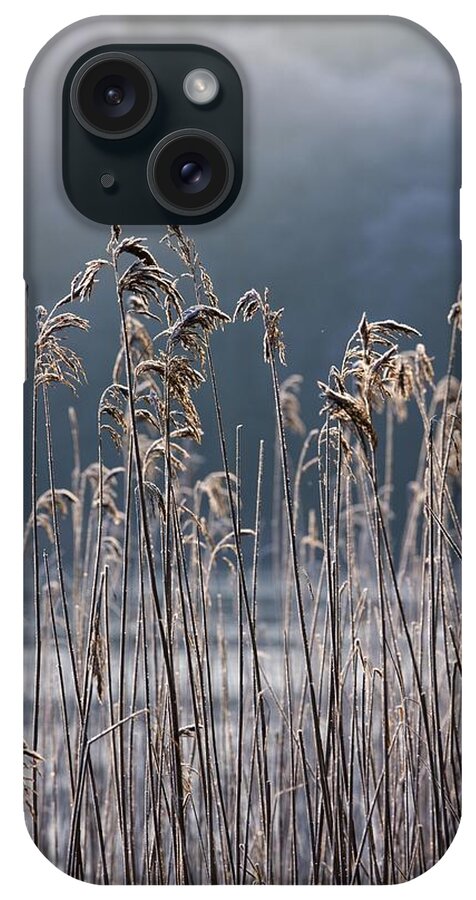 Cold Temperature iPhone Case featuring the photograph Frozen Reeds At The Shore Of A Lake by John Short