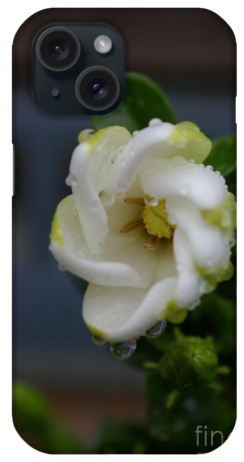 Gardenia iPhone Case featuring the photograph Gardenia raindrops by Tannis Baldwin