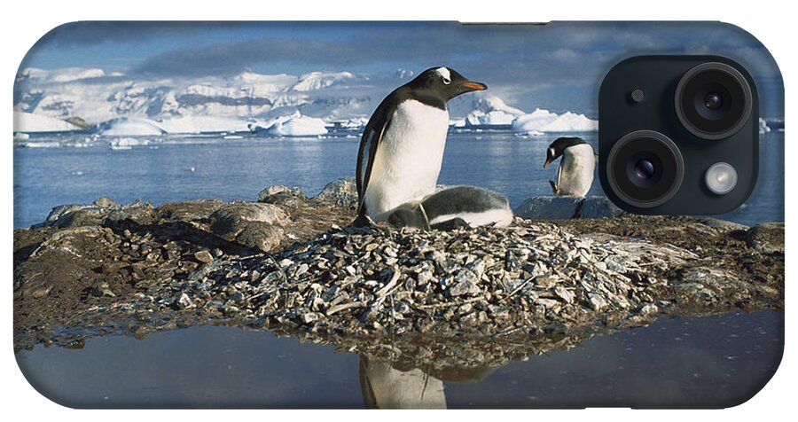 Mp iPhone Case featuring the photograph Gentoo Penguin Pygoscelis Papua Parent by Gerry Ellis