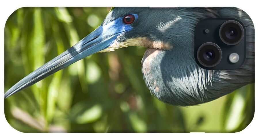Egretta Tricolor iPhone Case featuring the photograph Get My Profile by Carolyn Marshall