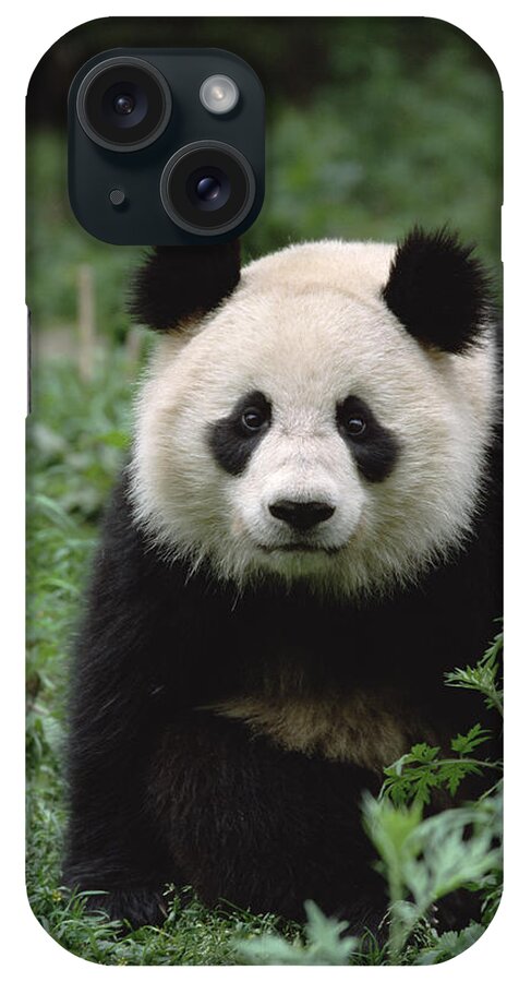 002044484 iPhone Case featuring the photograph Giant Panda Portrait by Gerry Ellis