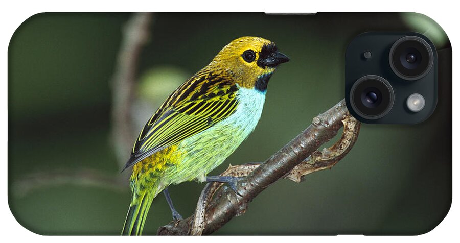00750620 iPhone Case featuring the photograph Gilt-edged Tanager Tangara Cyanoventris by Mark Moffett